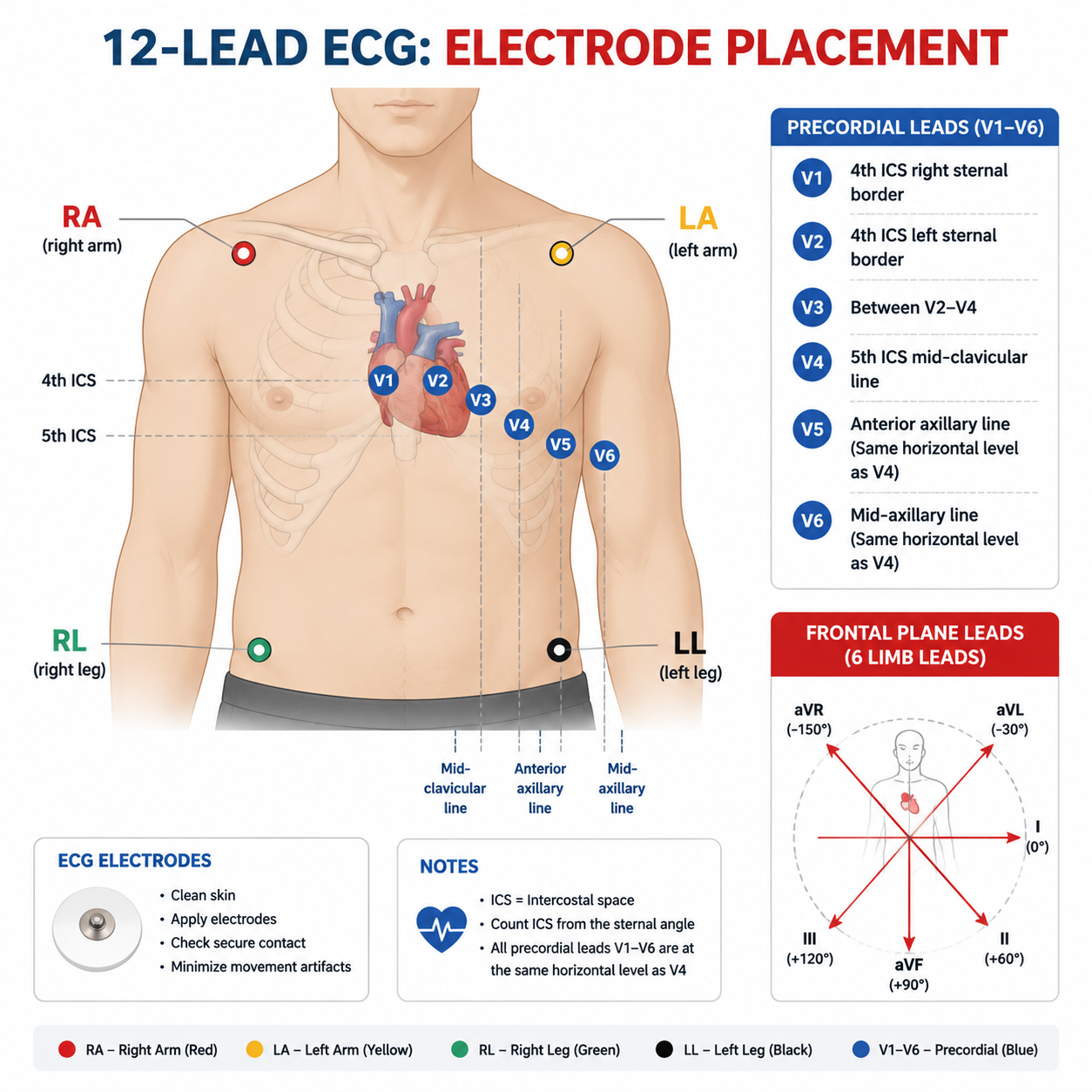 12-lead ECG electrode placement — limb + precordial leads V1-V6 (十二导联心电图电极放置位置)