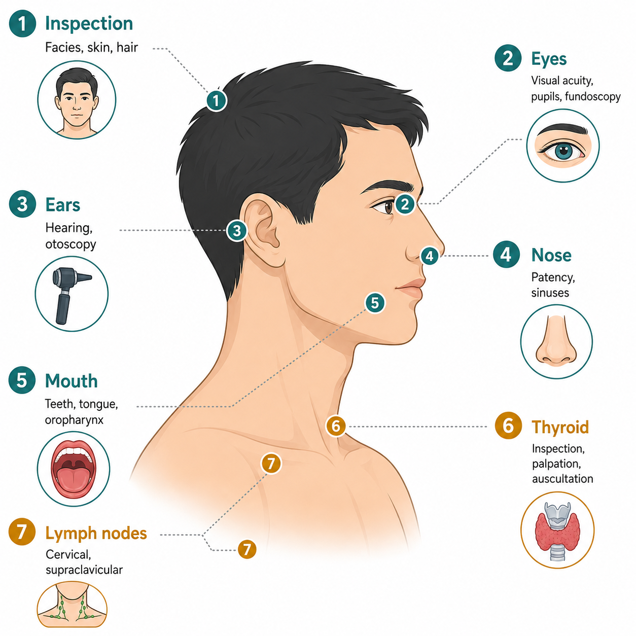 Head &amp; neck examination — 7-step numbered sequence with key elements (头颈部检查七步法)