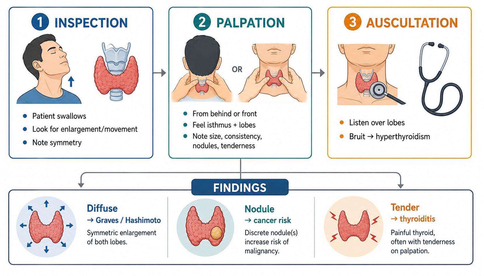 Thyroid examination — inspection, palpation, auscultation + findings (甲状腺检查)