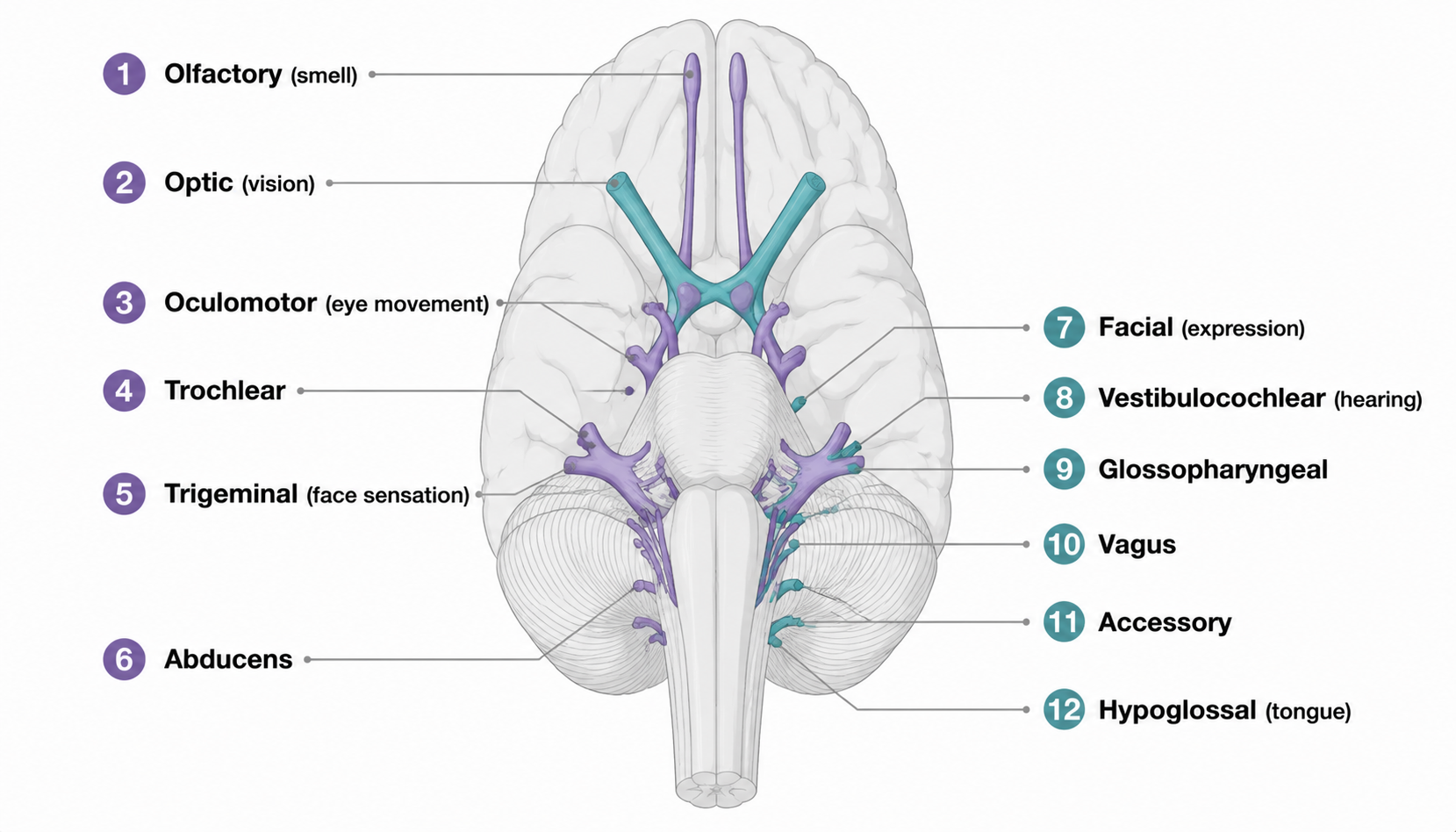 Cranial nerves I-XII — exit points and primary functions (十二对脑神经：出脑部位与主要功能)