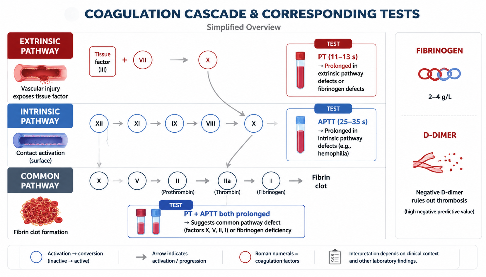 Coagulation cascade — extrinsic/intrinsic/common pathways + PT, APTT, fibrinogen, D-dimer (凝血级联与实验室检查解读)