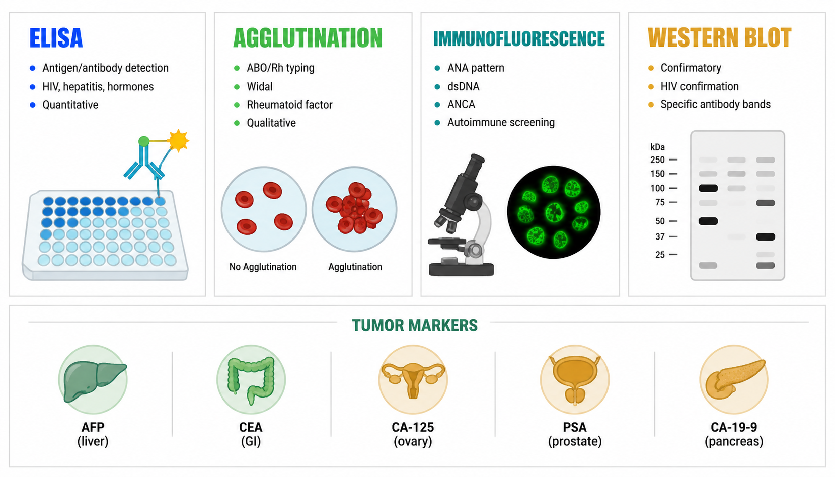 Immunology assays — ELISA, agglutination, immunofluorescence, Western blot + tumor markers (免疫学检测方法与肿瘤标志物)