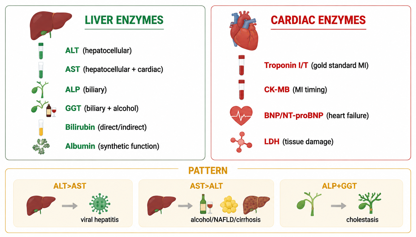 Liver &amp; cardiac enzymes + pattern interpretation (肝酶与心肌酶谱及解读模式)