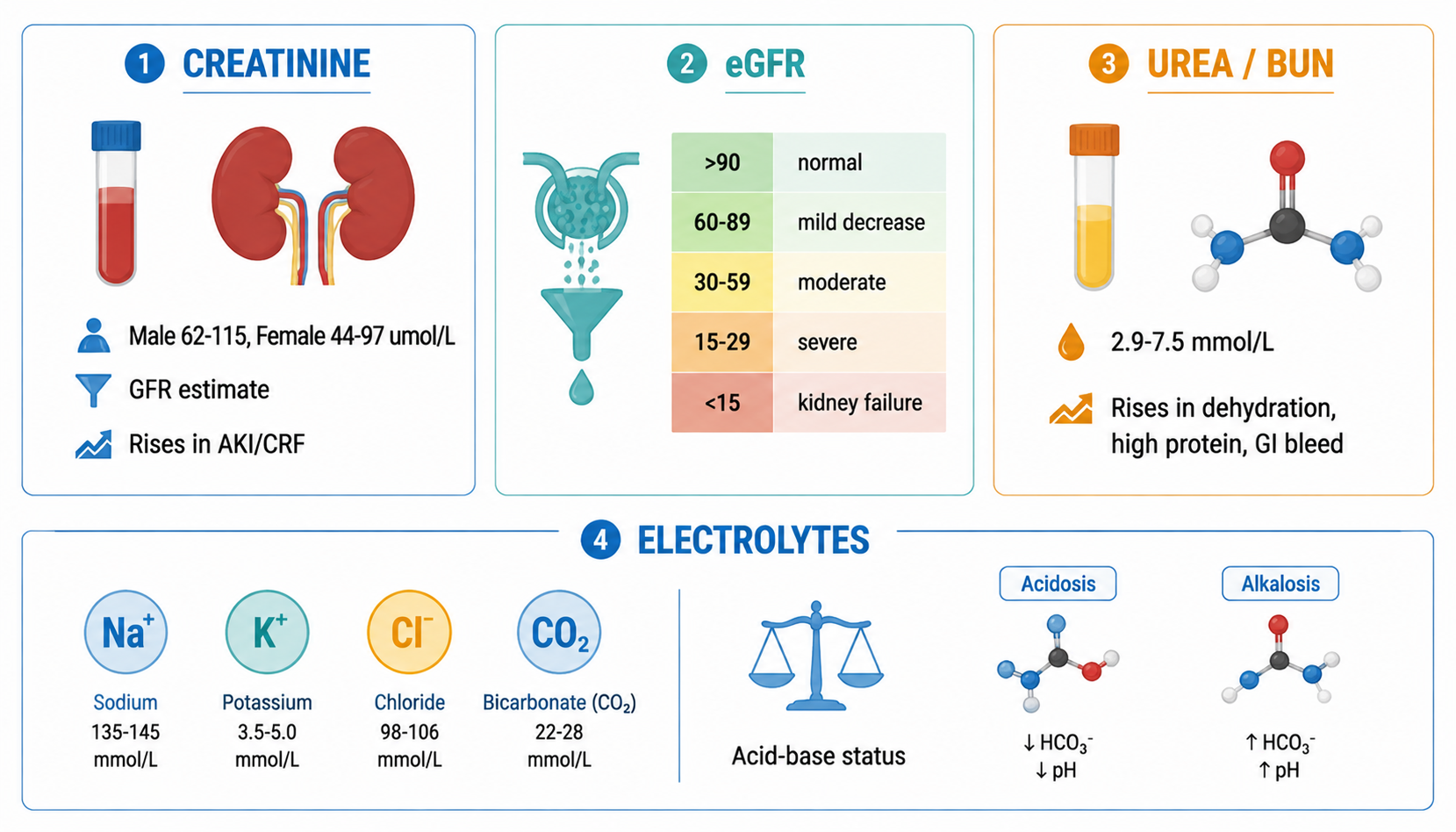 Renal function — creatinine, eGFR staging, BUN/urea + electrolytes (肾功能检查：肌酐、eGFR分期、尿素氮与电解质)