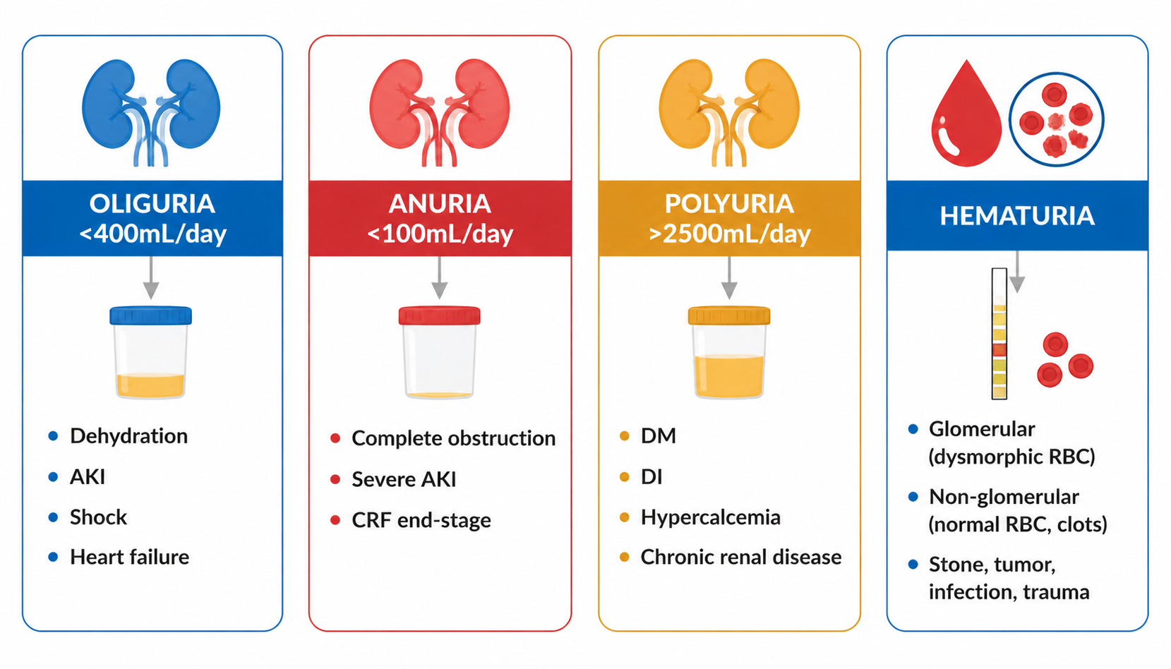 Urine output disorders — oliguria, anuria, polyuria + hematuria differential (尿量异常与血尿鉴别)