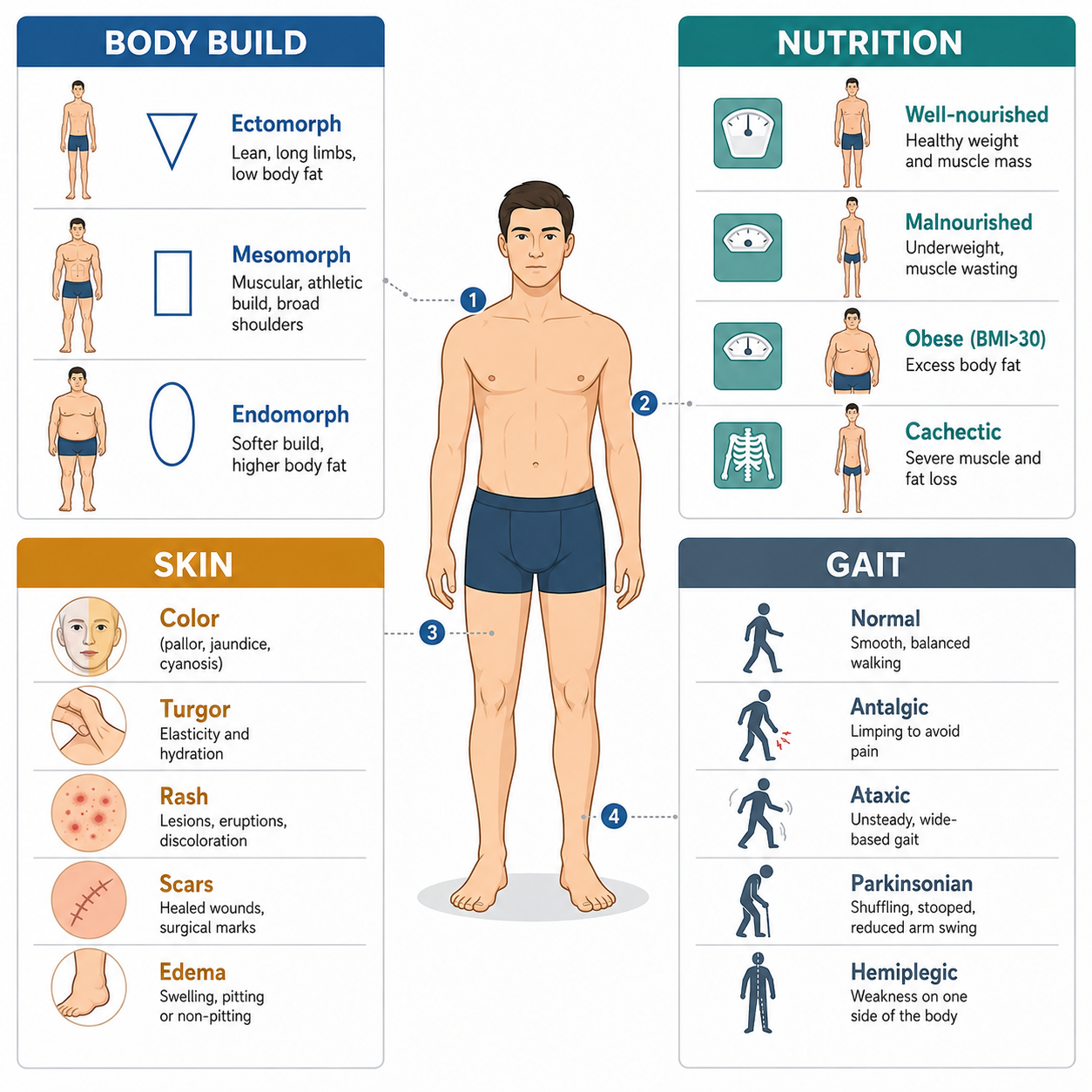 General inspection — body build, nutrition, skin, gait (一般检查：体型、营养、皮肤、步态)