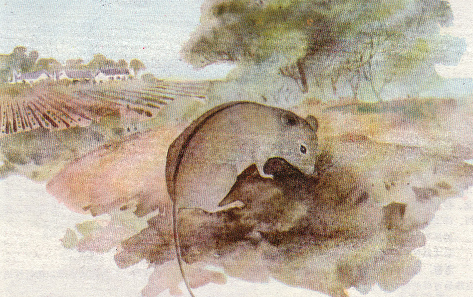 Striped field mouse (*Apodemus agrarius*) — main reservoir of Hantaan virus in China.