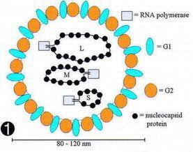 Hantavirus structure — single-strand negative-sense RNA, 80–120 nm, with envelope glycoproteins G1/G2 and nucleocapsid protein.