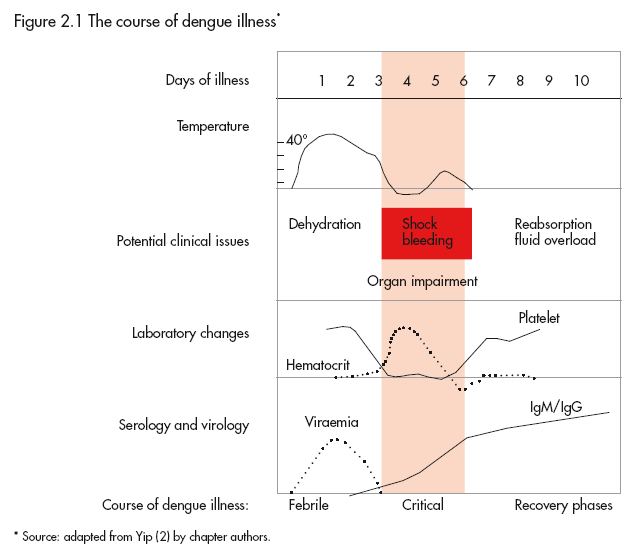 Dengue clinical course — febrile phase → critical phase (defervescence with plasma leak risk) → recovery phase with rash.