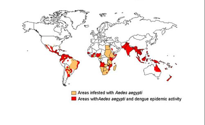 Global dengue distribution — tropics and subtropics, with the highest burden in South-East Asia and the Americas.