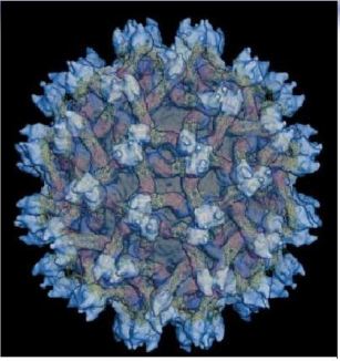 Dengue virus 3D structure — flavivirus architecture with surface E-protein dimers.