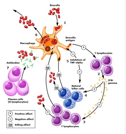 Pathogenesis of brucellosis — entry → phagocytosis → survival in macrophages → lymph node → blood/organ dissemination → granuloma.