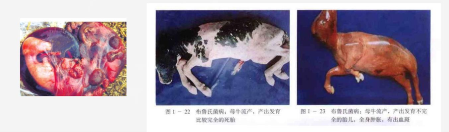 Reservoir animals — sheep, goat, cow, pig — main sources of human brucellosis.