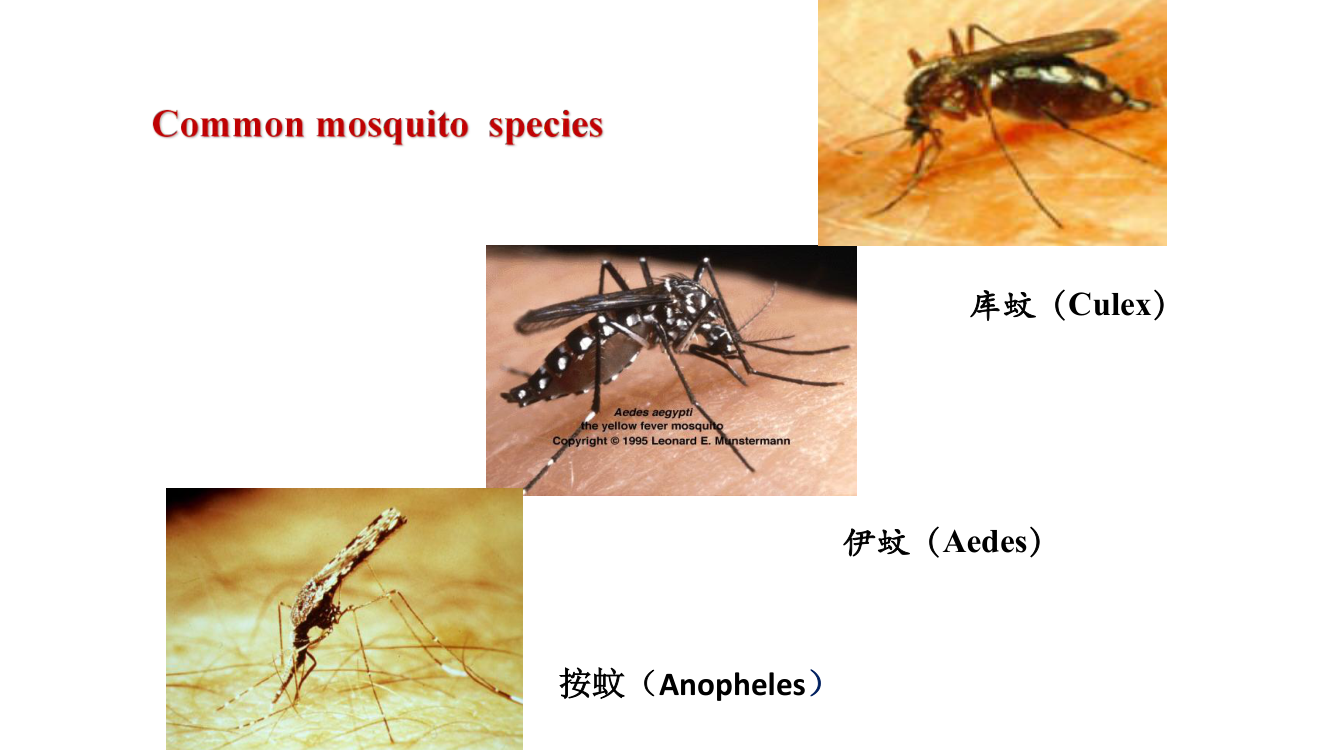 Three mosquito genera — *Anopheles* (malaria, palps as long as proboscis, rests at angle), *Aedes* (dengue, Zika, yellow fever, black-and-white striped legs), *Culex* (Japanese encephalitis, filariasis).