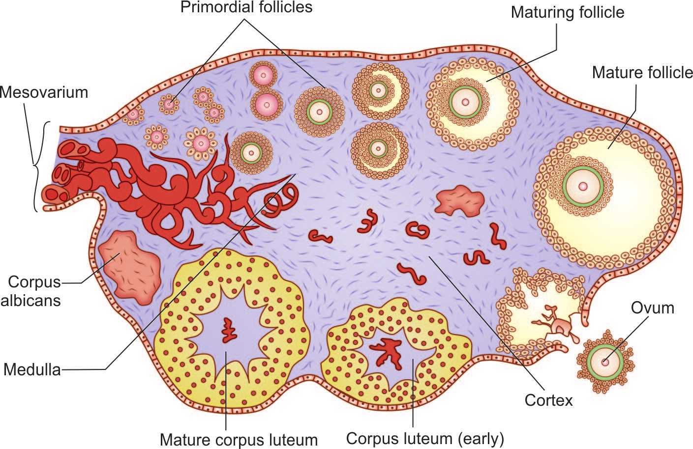 Ovarian follicle structure — cortex contains primordial, maturing, Graafian follicles and corpus luteum.