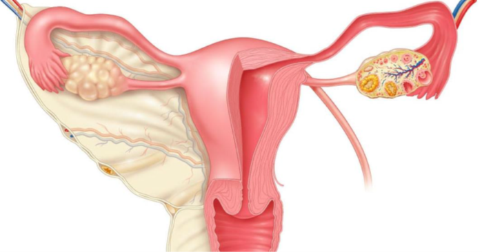 Pelvic organs — uterus, fallopian tubes, and ovaries; bimanual examination determines uterine position.