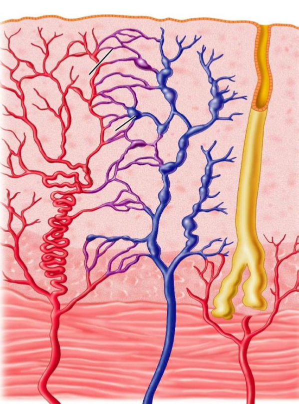 Endometrial layers — functional zone (shed monthly, hormone-responsive) vs basal zone (regenerates, hormone-independent).