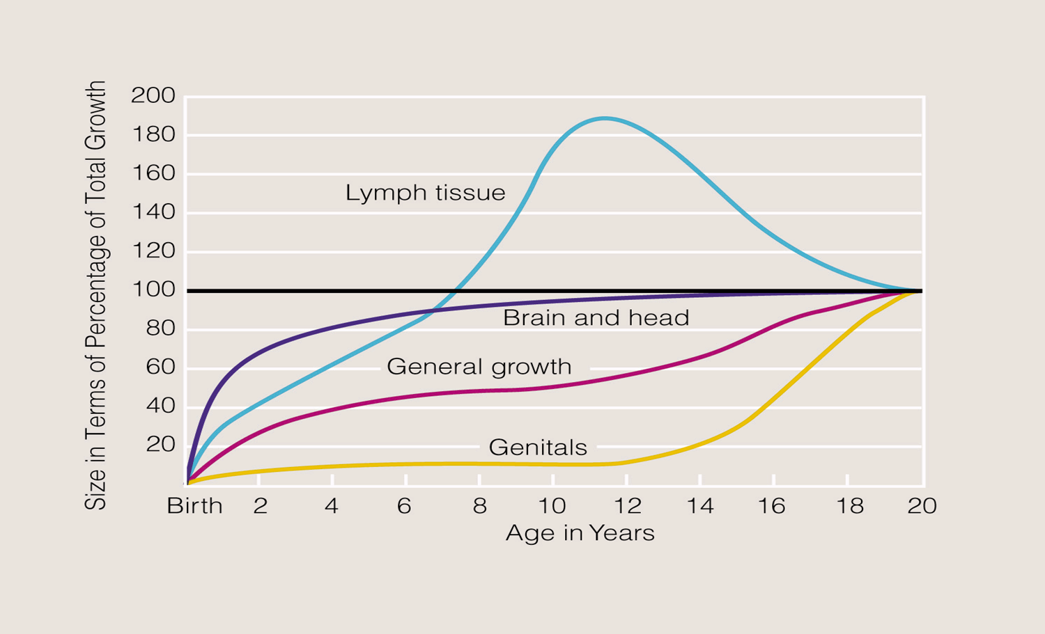 Growth charts — weight, height, and head circumference plotted against age (WHO standards); centile crossing downward warrants investigation.