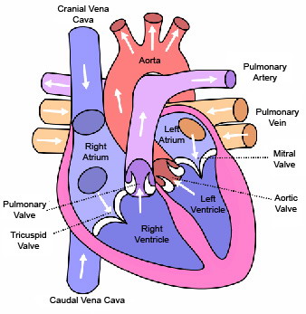 Echocardiography — the diagnostic test for CHD; assesses anatomy, shunt direction, and ventricular function.
