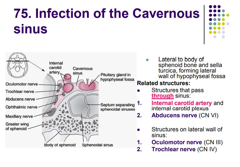 Regional anatomy diagram