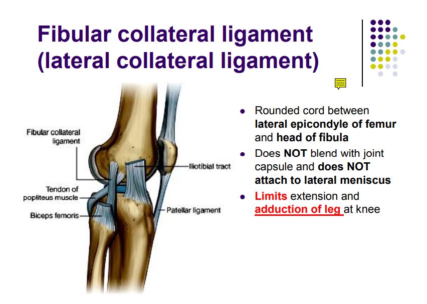 Regional anatomy diagram