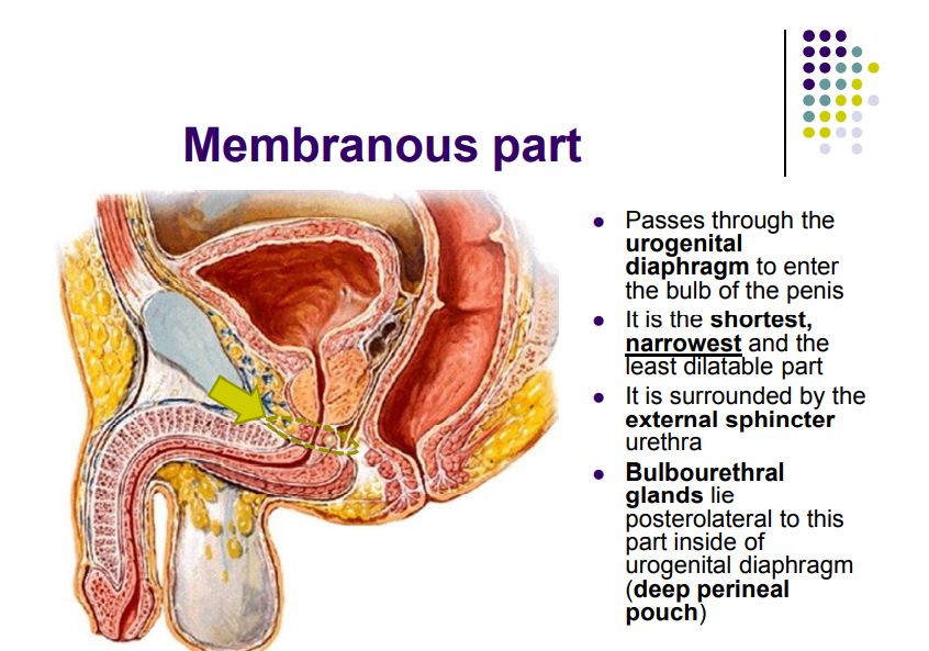 Regional anatomy diagram