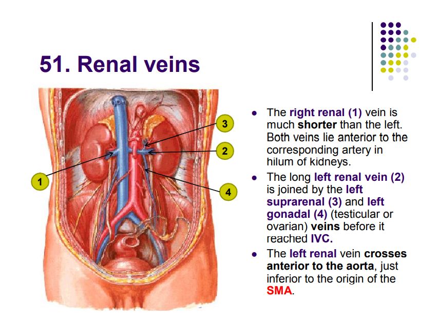 Regional anatomy diagram