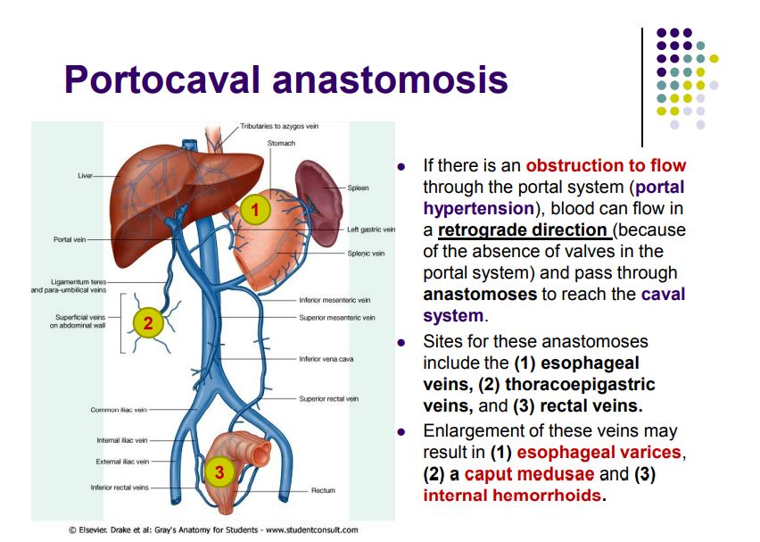 Regional anatomy diagram