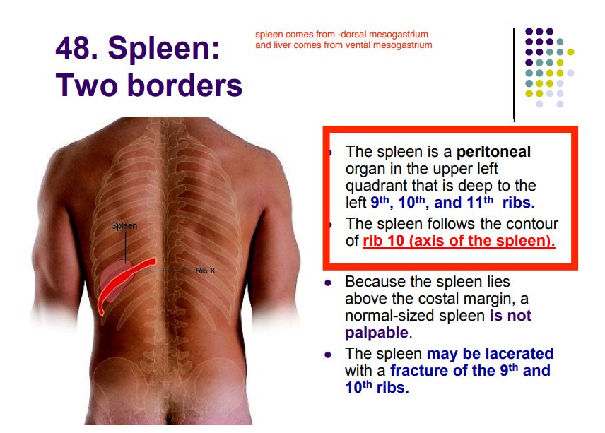 Regional anatomy diagram