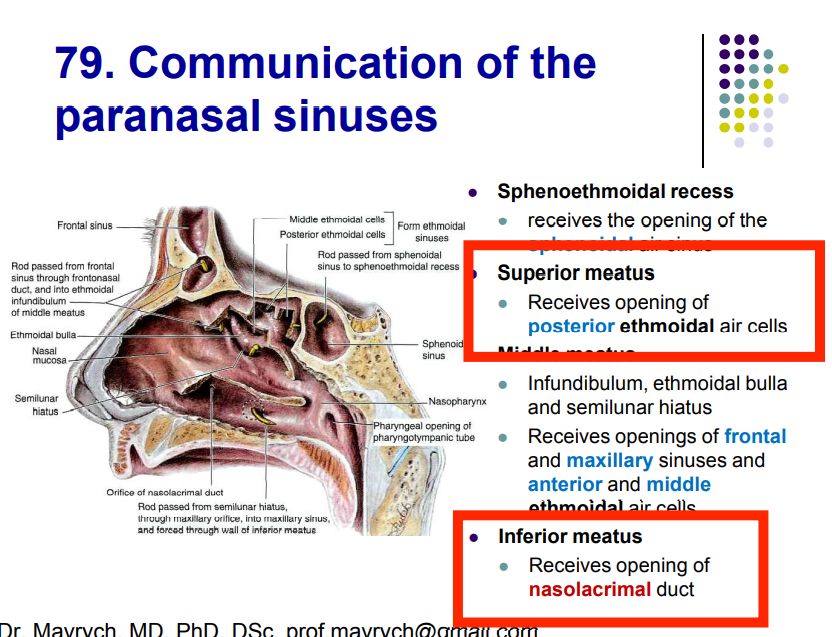 Regional anatomy diagram
