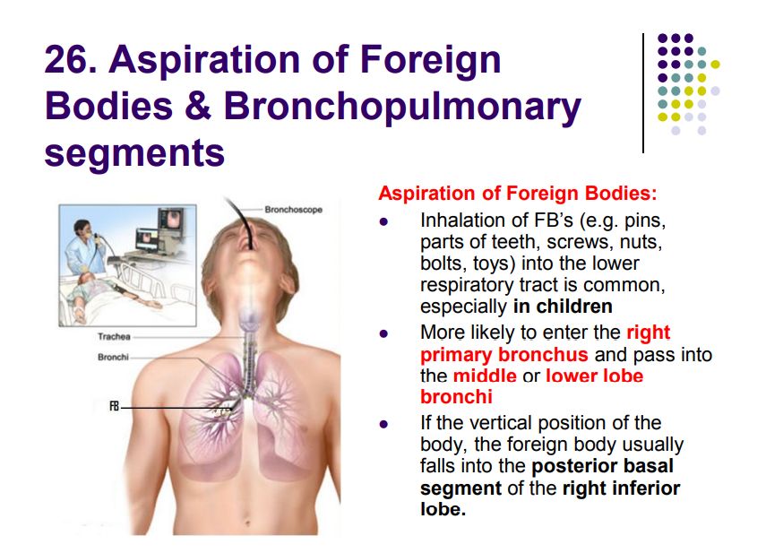 Regional anatomy diagram