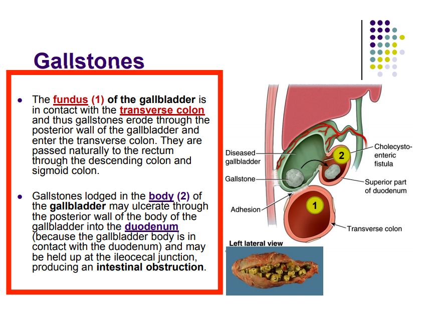 Regional anatomy diagram