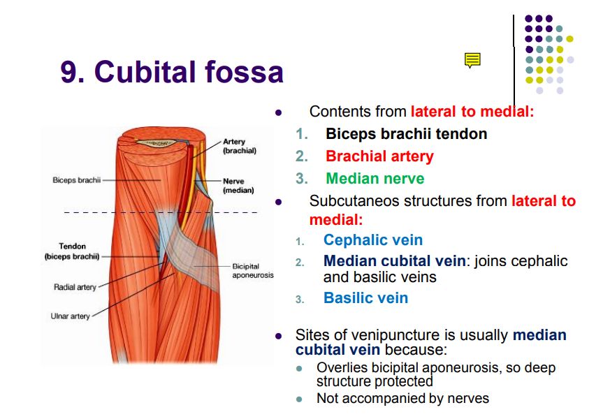 Regional anatomy diagram