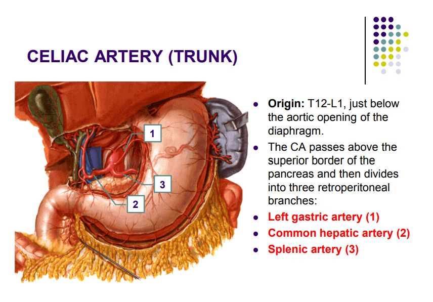 Regional anatomy diagram