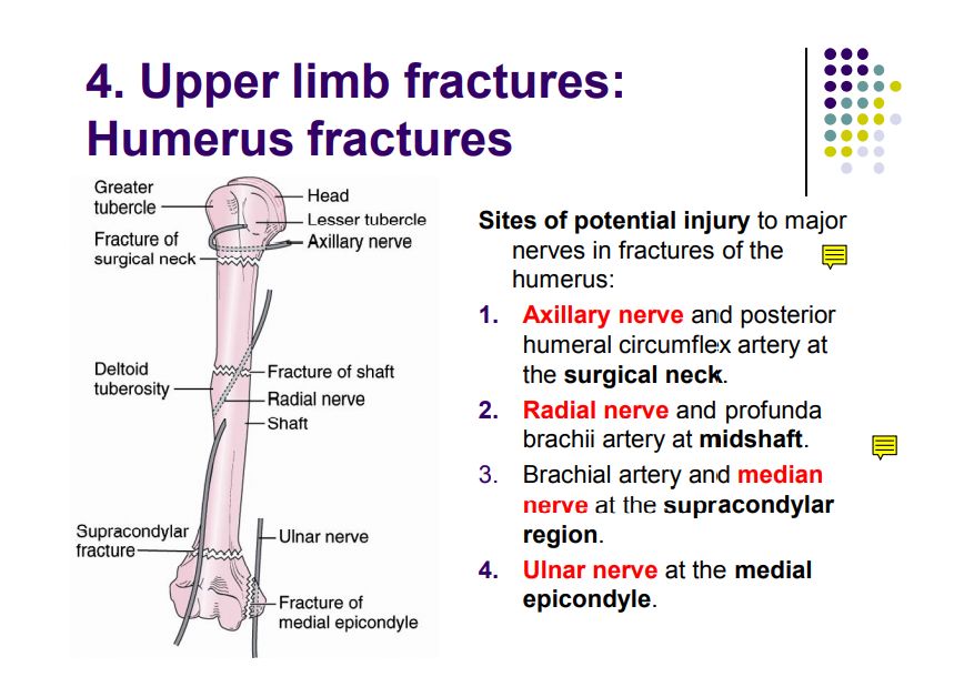 Regional anatomy diagram