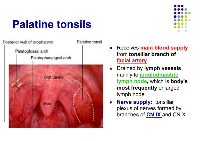 Regional anatomy diagram