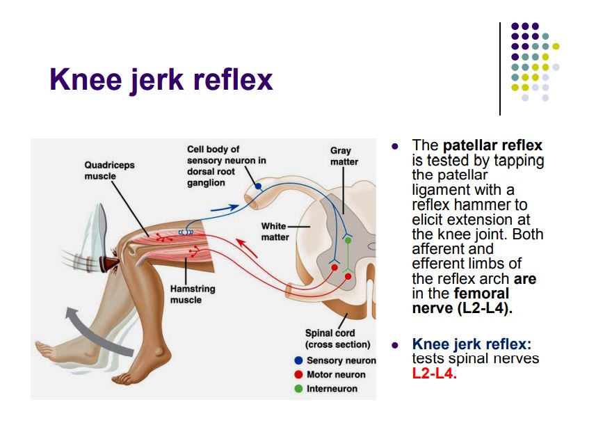 Regional anatomy diagram