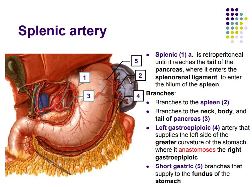 Regional anatomy diagram