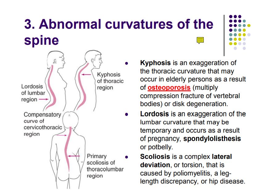 Regional anatomy diagram