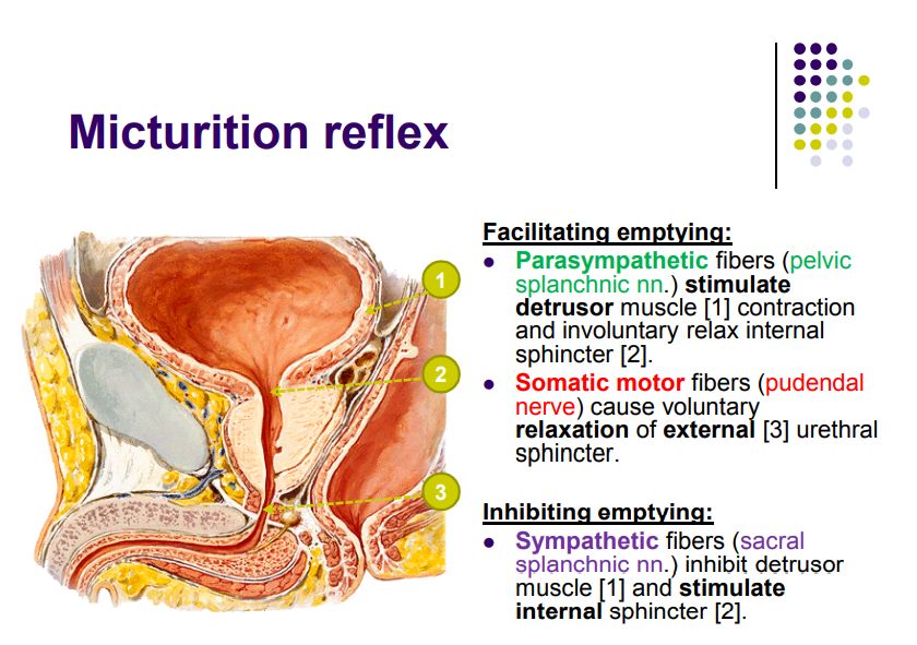Regional anatomy diagram