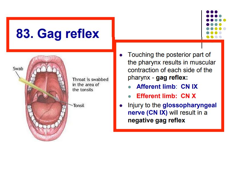Regional anatomy diagram