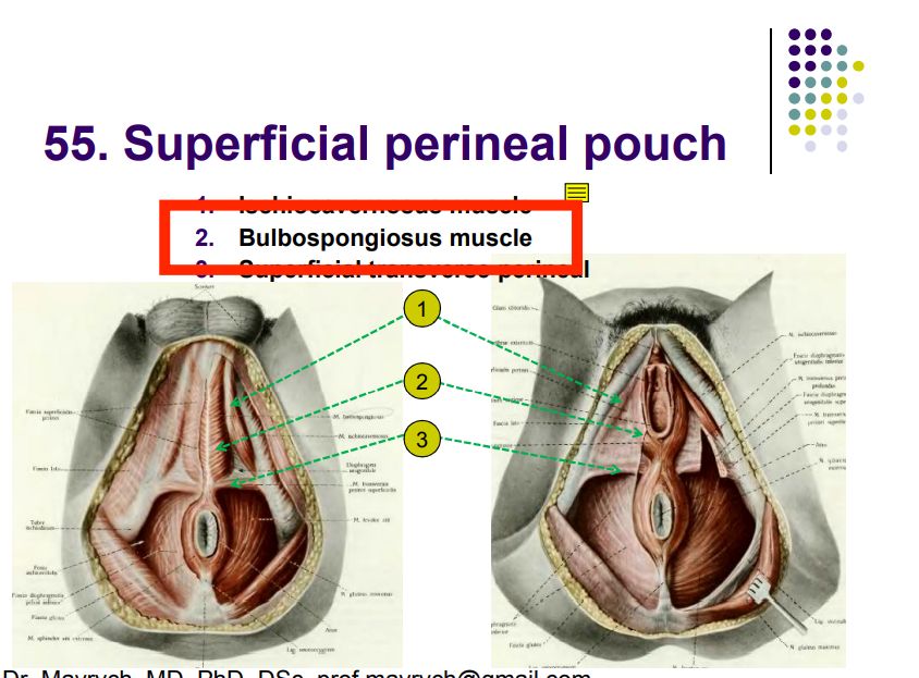 Regional anatomy diagram