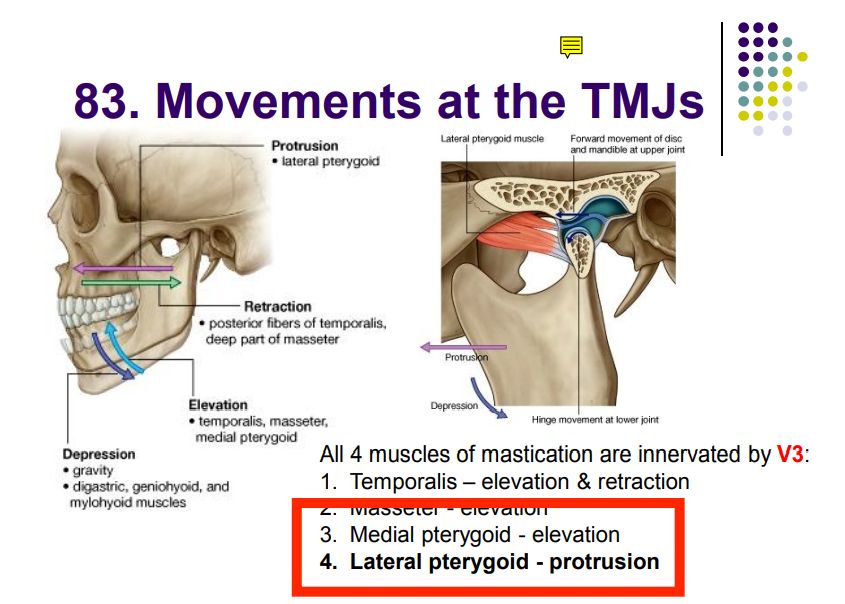 Regional anatomy diagram