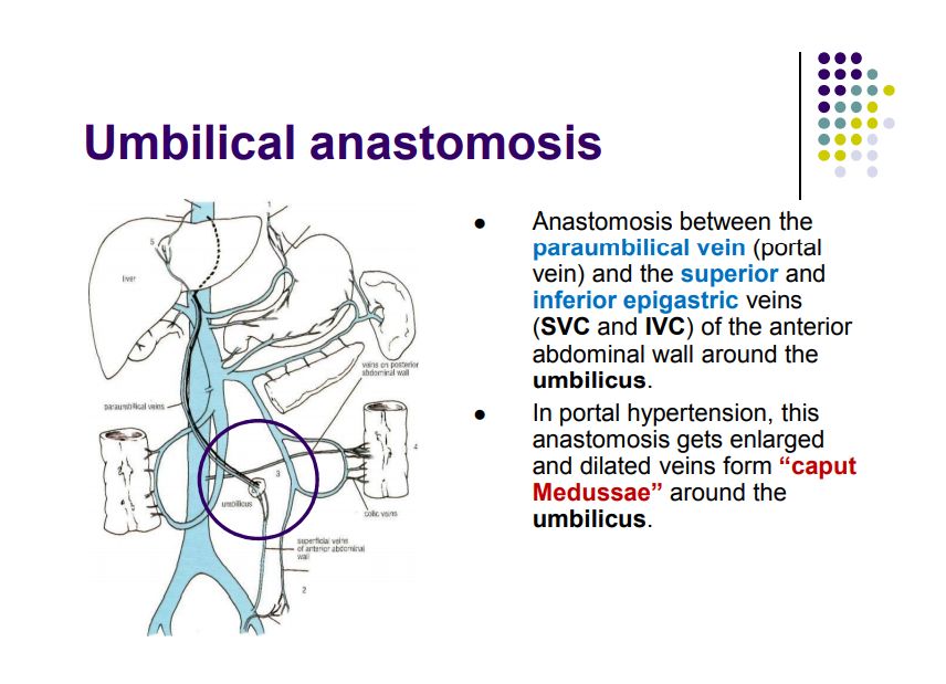 Regional anatomy diagram