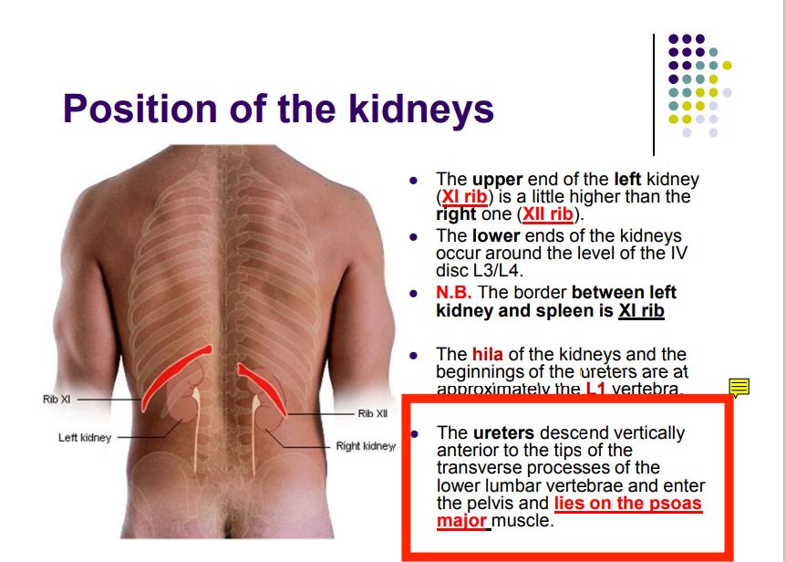 Regional anatomy diagram