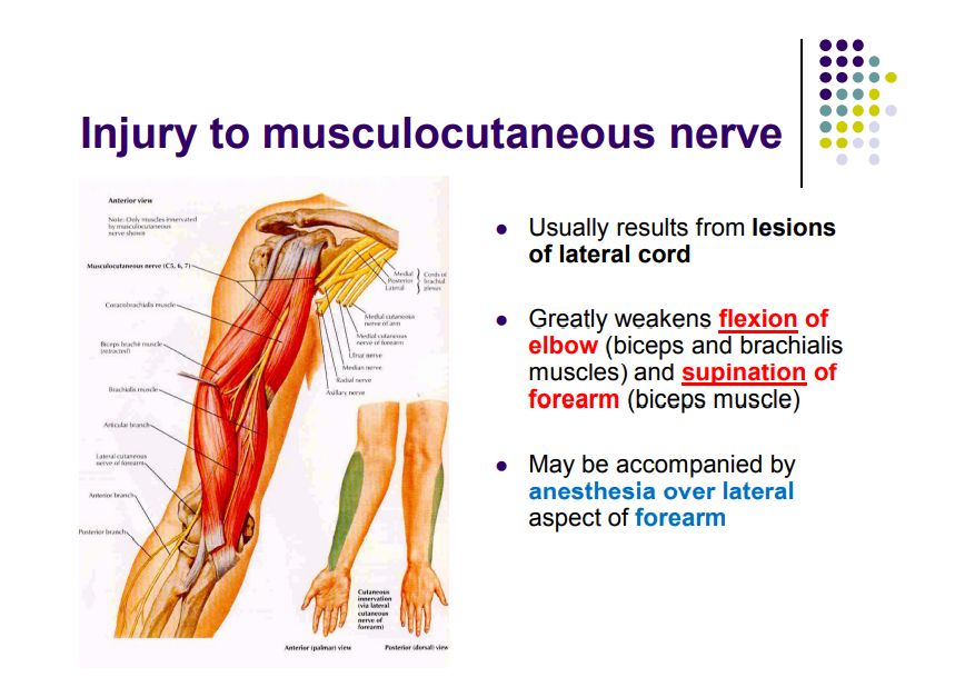 Regional anatomy diagram