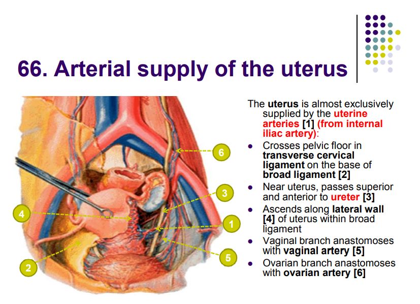 Regional anatomy diagram