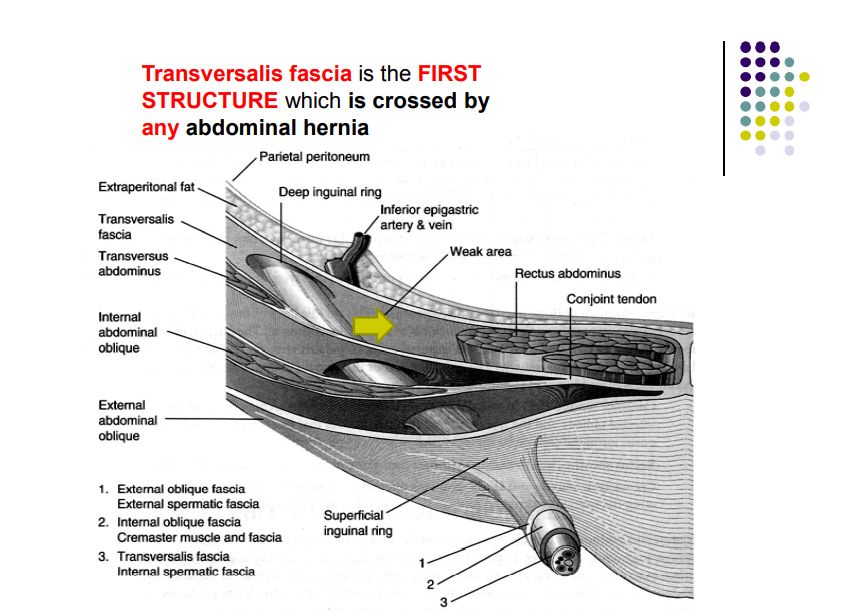 Regional anatomy diagram
