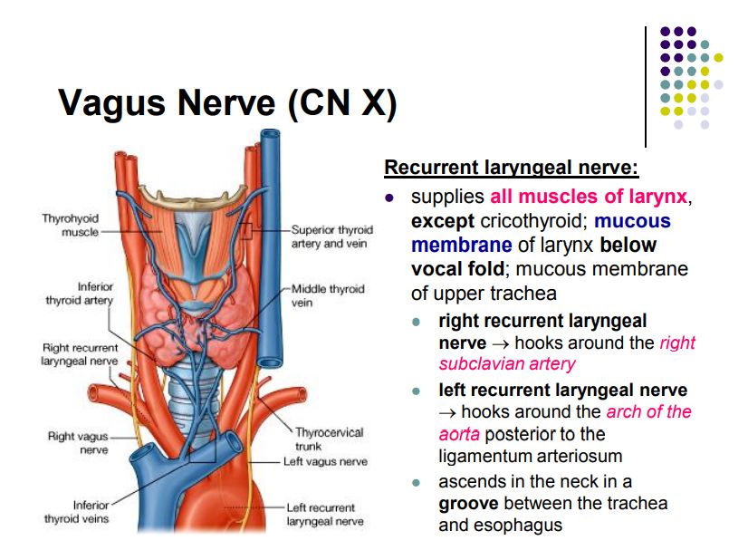 Regional anatomy diagram