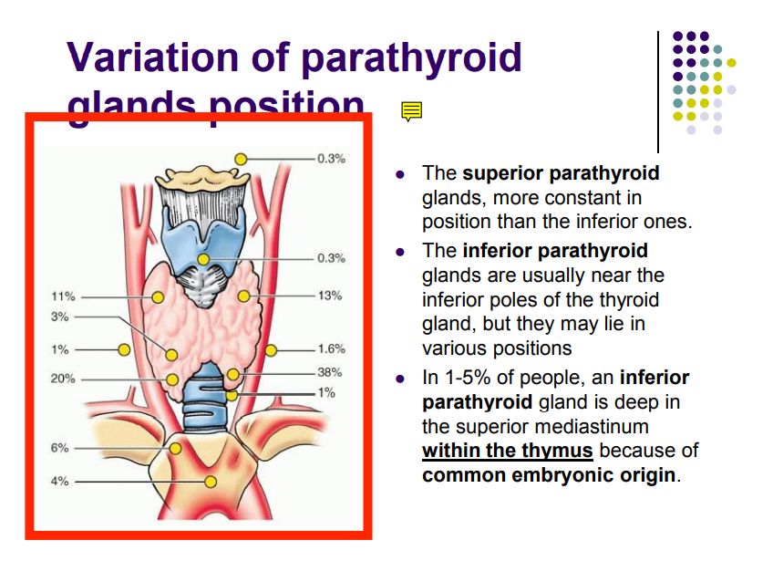 Regional anatomy diagram